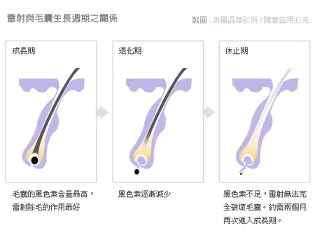 雷射與毛囊生長週期之關係