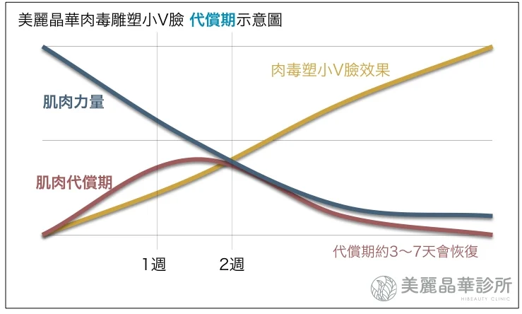 肉毒小V臉代償期示意圖